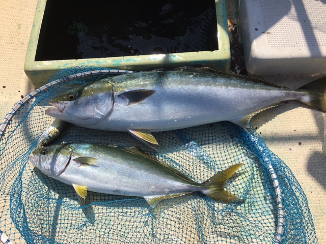 鳴門　釣り